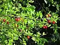 Cereza venezolana (Malpighia emarginata)