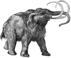 Mamut