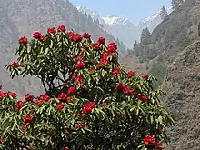 Un rododendro con grandes flores rojas en un paisaje de montaña.