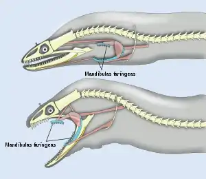 Two diagrams of head and spine, one showing the pharyngeal jaw at rest; the other showing the jaws extended into the mouth