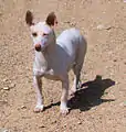 Podenco andaluz maneto