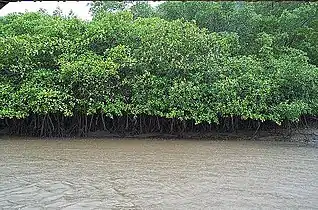 Manglar de Tamarindo.