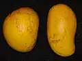 Ataulfo (derecha) comparado a un mango Alfonso (izquierda).
