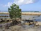 Las espectaculares raíces fúlcreas del manglar rojo le dan su apariencia característica, a veces se las encuentra como raíces cable.