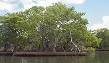 Manglar