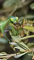 Hembra inmadura devorando una araña.