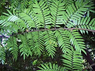 Marattia howeana, fronde.