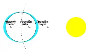 La fuerza de atracción asociada a la órbita y al período solamente se ejerce sobre puntos situados a la misma distancia que el centro de masas. Las zonas más lejanas están menos atraídas y las más cercanas lo están más.