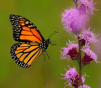 Danaus plexippus