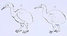 A line drawing of two flightless birds, each with an ovoid body, long neck and pointed bill