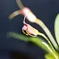 Masdevalliaventricularia