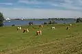 Maurik, prados con vacas en Eiland van Maurik