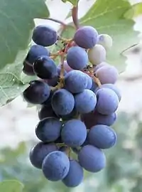 Uvas de la variedad mavro utilizadas en la producción del zivania.