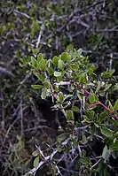 Arto (Maytenus senegalensis).