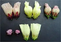 Variaciones en la flor de la Hibiscus.