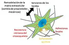 Mecanobiología