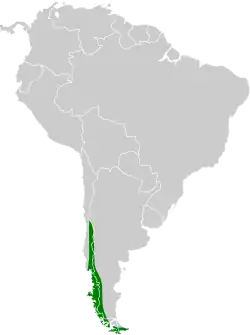 Distribución geográfica del yal cejiamarillo.