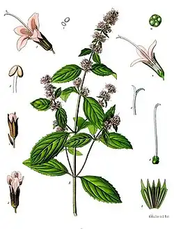 Mentha piperita L.