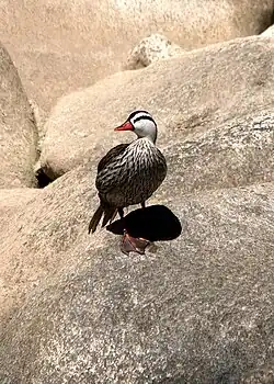 Pato de las torrentes macho  Rio Urubamba, Perú