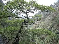 Flora en el Parque Nacional Los Mármoles, Hidalgo, México