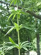 Lilium michiganense