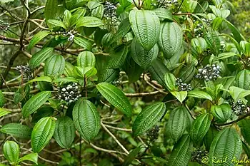 la Miconia celquensis es una especie nativa de este lugar y de Honduras.