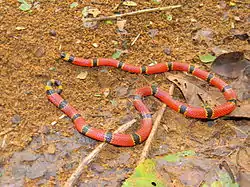 Serpiente coralillo (Micrurus browni).