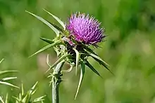 El thistle (cardo), el símbolo de Escocia.