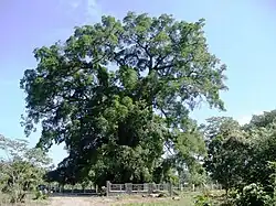 Balete milenario en Aurora.