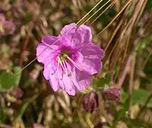 Mirabilis californica