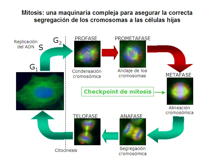 Imágenes de microscopía de fluorescencia: en azul se muestra el ADN, en verde los microtúbulos y en rojo los cinetocoros.