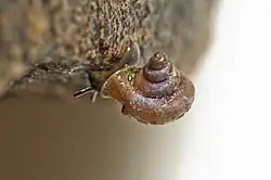 Gastropoda Gyliotrachela australis Trumpet Snail Bush Blitz Fish River Station, Douglas Daly Research Farm, NT