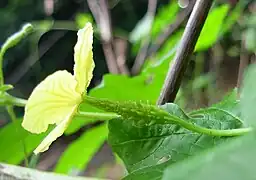 Flor femenina con fruto en formación.