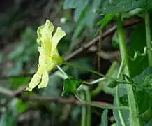 Flor masculina.