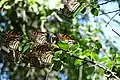 Mariposas monarca durante su migración en un cedro olmo en el centro de Texas.