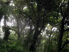 Bosque nubosoMonteverde