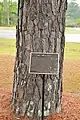 Árbol lunar en Waycross, Georgia.