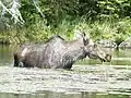 Alce comiendo en el río.