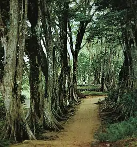 Parque Nacional Morne Seychellois.