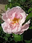 'Mrs Henry Morse' McGredy 1919. HT. Sus pétalos son color crema  tinted rose-pink on the front, pink-veined vermillion on the back. Sweet scented and long-flowering at Maddingley Park. Mrs Morse was wife and mother of rose-breeders.