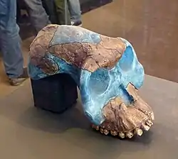 Reproducción en el Museo Nacional de Etiopía, Adís Abeba, del cráneo parcial BOU-VP-12/130, un Australopithecus garhi de 2,5 millones de años. Según algunos autores, directamente en nuestra línea evolutiva.