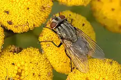 M. autumnalis, hembra