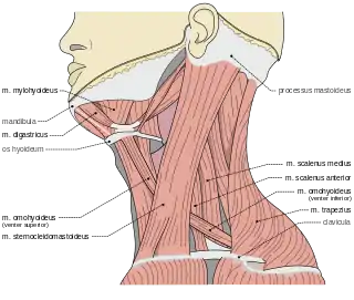 Músculos del cuello