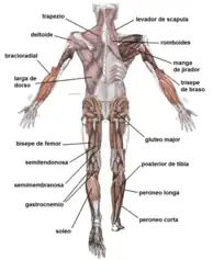 Sistema de Músculos posterior