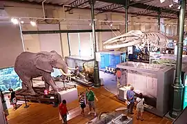 Sala de Biodiversidad del Museo Nacional de Ciencias Naturales de España