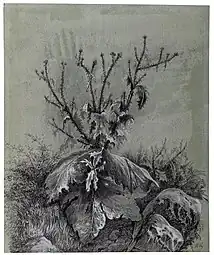 Estudio de la planta del cardo (ca. 1840)