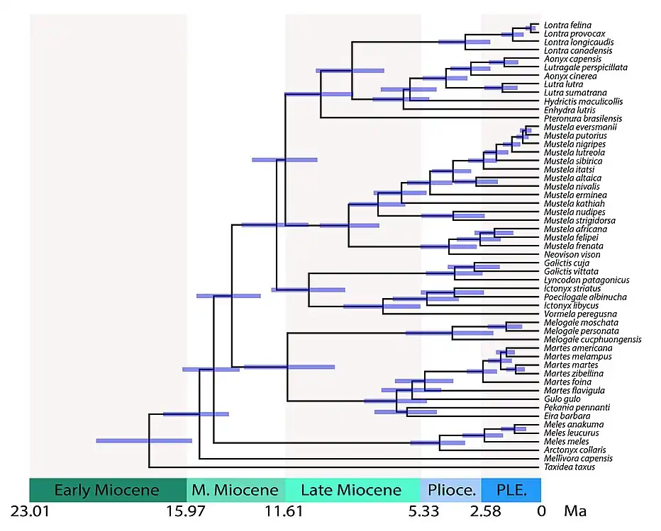 Árbol filogenético de Mustelidae con calibración temporal mostrando los tiempos de divergencia entre linajes. Distancias temporales: 28.8 millones de años (Ma) para mustélidos vs. prociónidos; 17.8 Ma para Taxidiinae; 15.5 Ma para Mellivorinae; 14.8 Ma para Melinae; 14.0 Ma para Guloninae + Helictidinae; 11.5 Ma para Guloninae vs. Helictidinae; 12.0 Ma para Ictonychinae; 11.6 Ma para Lutrinae vs. Mustelinae.