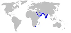 Rango de distribución de la musola arábiga.