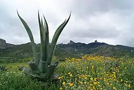 Maguey (Agave americana) en el El Arenal.