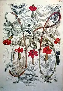 Mutisia Clematis, Pintada por Salvador Rizo. Acuarela sobre papel.